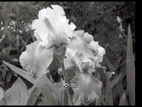 powerpoint-b-w-to-color-animation